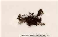 藏品(刺葉檜苔爪哇變種)的圖片